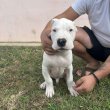 Dogo Argentino puppies