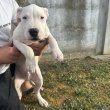 Dogo Argentino puppies