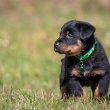 Beauceron 