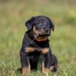 Beauceron 