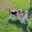 Törzskönyves ,tri/bicolor beagle kiskutyák eladók!