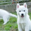 Siberian Husky puppies