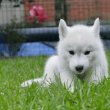 Siberian Husky puppies