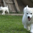 Siberian Husky puppies