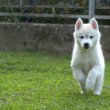 Siberian Husky puppies