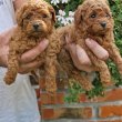 Mini poodles