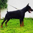 Doberman kölykök