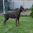 Doberman kölykök