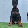 Doberman kölykök