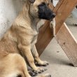 Belga juhász / malinois kiskutyák