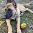 Belga juhász / malinois kiskutyák