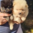 Pomeranians boo