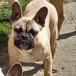 Francia bulldog szuka 