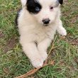 Border collie kiskutyák 