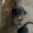 10 hetes kisfiú Rottweiler eladó