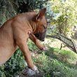 Standard Bullterrier kiskutyák