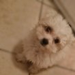 Bichon havanese