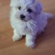 Bichon havanese