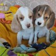 Beagle kiskutyák 2x oltva gazdit keresnek!