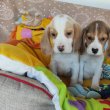 Beagle kiskutyák 2x oltva gazdit keresnek!