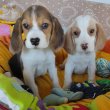 Beagle kiskutyák 2x oltva gazdit keresnek!