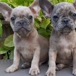 eladó francia bulldog blue fawn merle