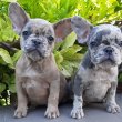 eladó francia bulldog blue fawn merle