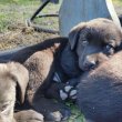 Fekete labrador kiskutyák - Orosháza, Békés megye