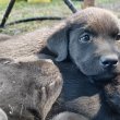 Fekete labrador kiskutyák - Orosháza, Békés megye