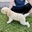 Puppies for sale - Lagoto Romagnolo