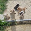 Puppies for sale - Lagoto Romagnolo