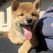 Shiba Inu