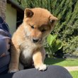 Shiba Inu