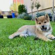 Shiba Inu