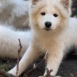 Samoyed törzskönyvezett szuka eladó 