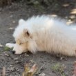 Samoyed törzskönyvezett szuka eladó 