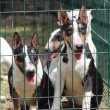 Mini bull terriers