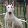 Mini bull terriers