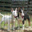 Mini bull terriers