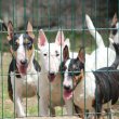 Mini bull terriers