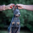 Doberman puppies