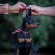 Doberman puppies