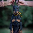 Doberman puppies