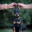 Doberman puppies