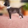 Amerikai Staffordshire terrier kölyök eladó. 