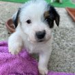 Jack russell terrier rough