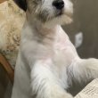 Jack russell terrier rough