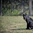 Cane Corso puppies