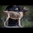 Cane Corso puppies