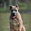 Cane Corso puppies